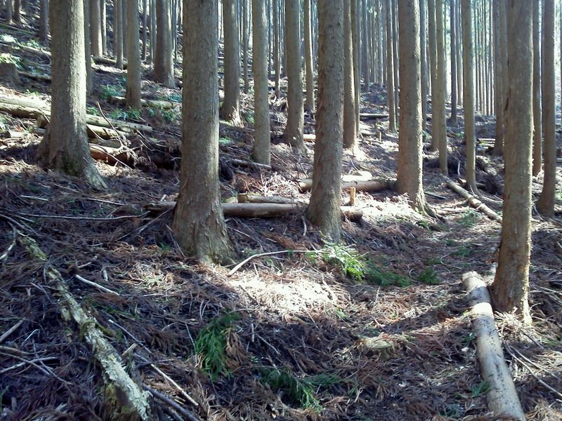 ジグザグの作業道