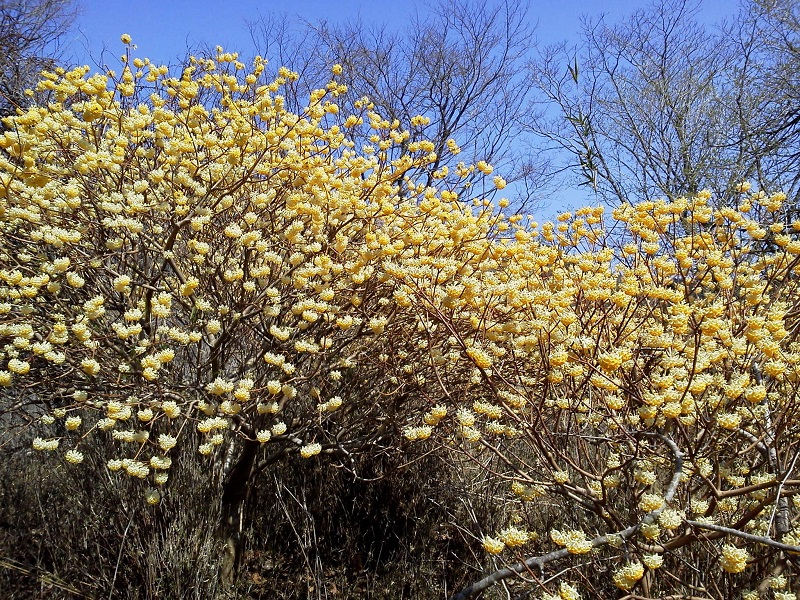 湖上平もミツマタがいっぱい