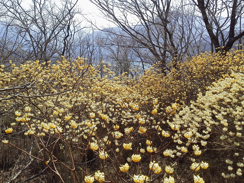 小枝の向こうに丹沢湖