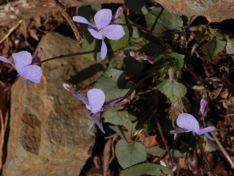 春の日差しが特別暖かい日
