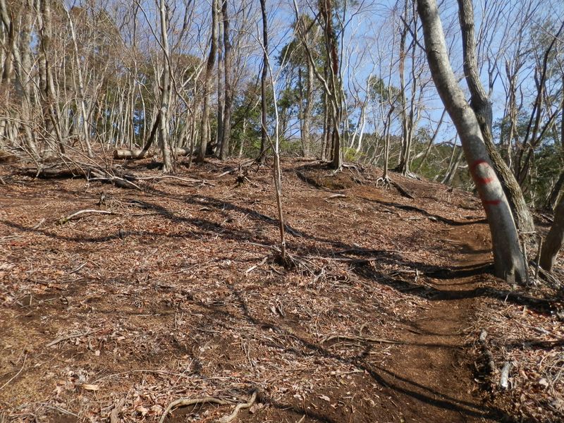 早春の光が地面を温めている