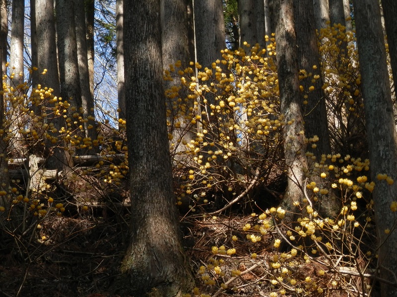 杉林を登って行くと、あちこちにミツマタの花が