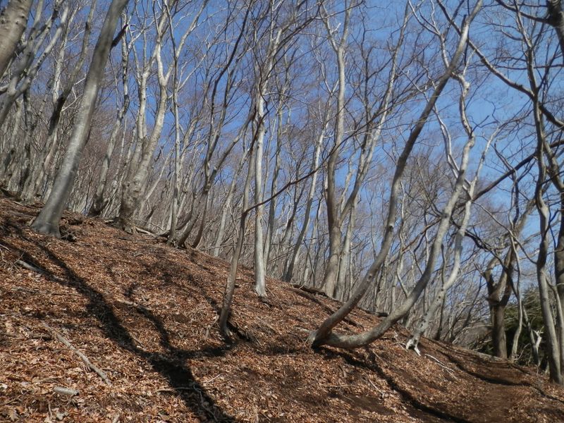 杉林を抜けると、再び明るい落葉樹林帯