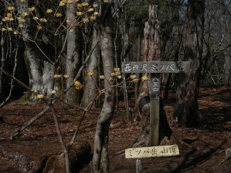 ミツバ岳山頂