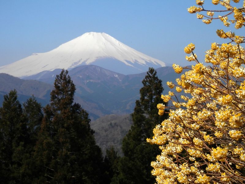 一週間前は、まだ蕾だったそうで