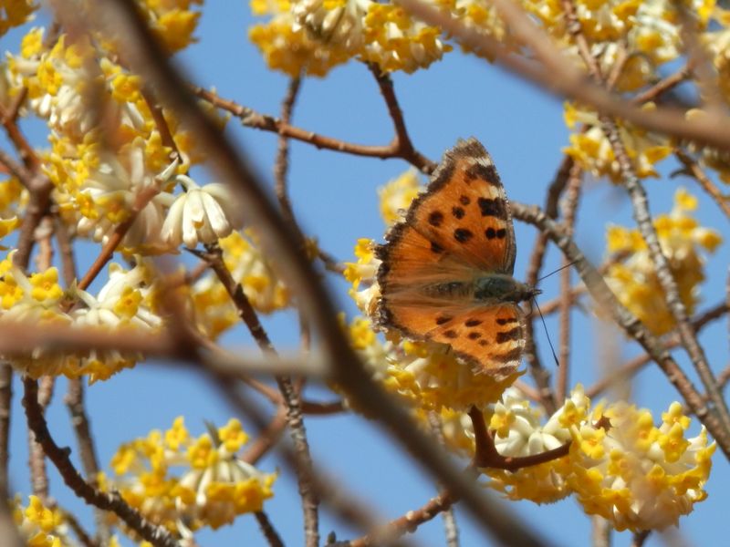 ミツマタの花に来た、ヒオドシチョウ
