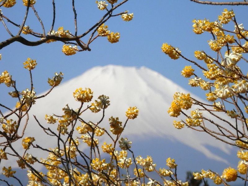 ここで見る富士山は大きい