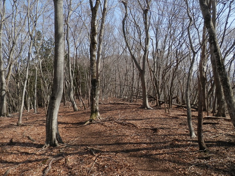 ミツバ岳から権現山に向かう道