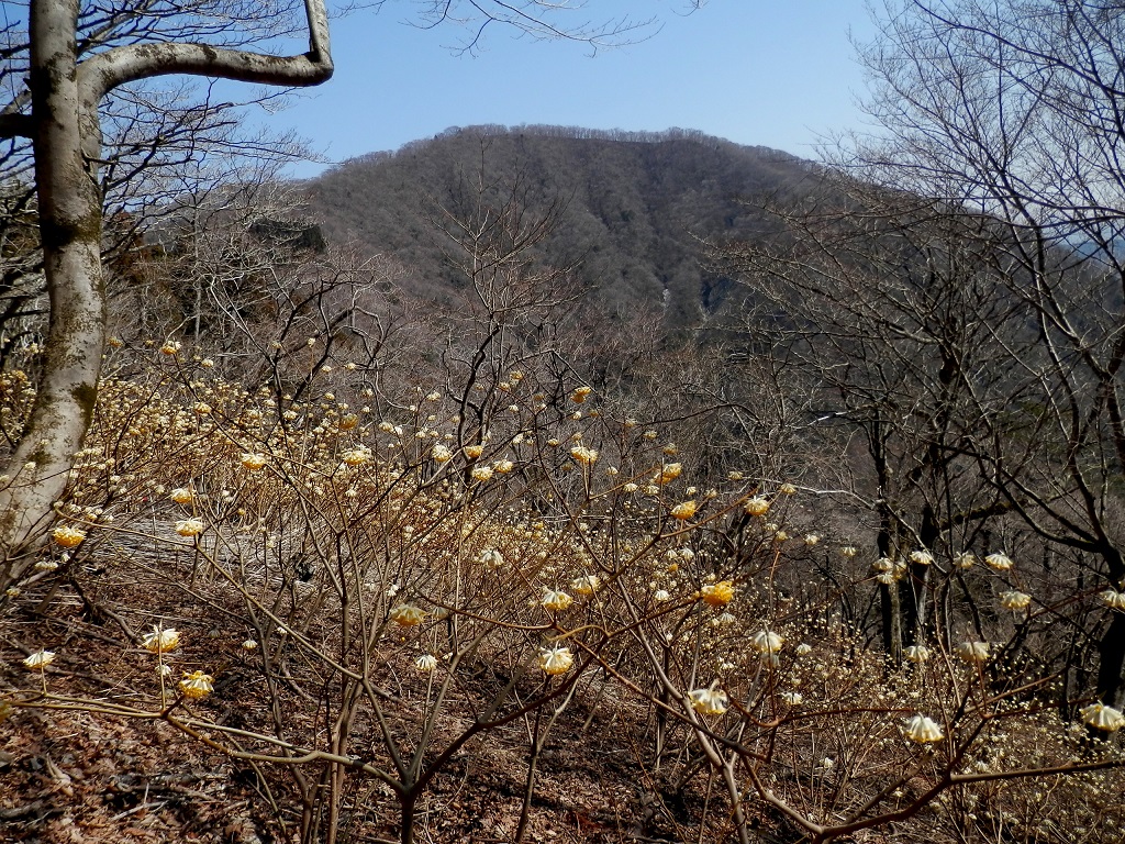 別のミツマタの群生地より、権現山を望む