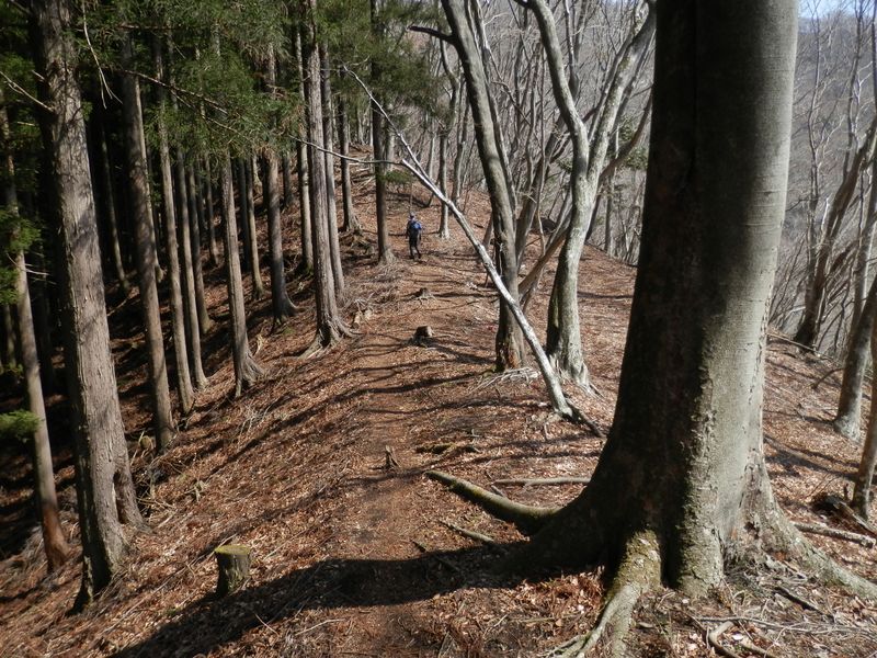 ミツバ岳・権現山 -- ひたすら尾根上を歩く