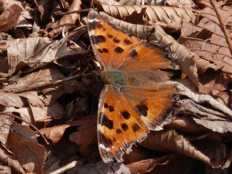冬越しのヒオドシチョウ