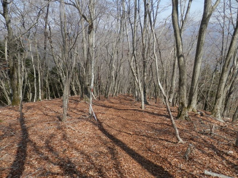 権現山から二本杉峠に向かう