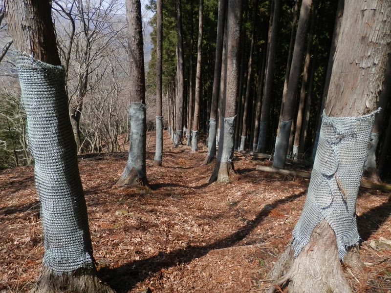 杉の幹を保護する網
