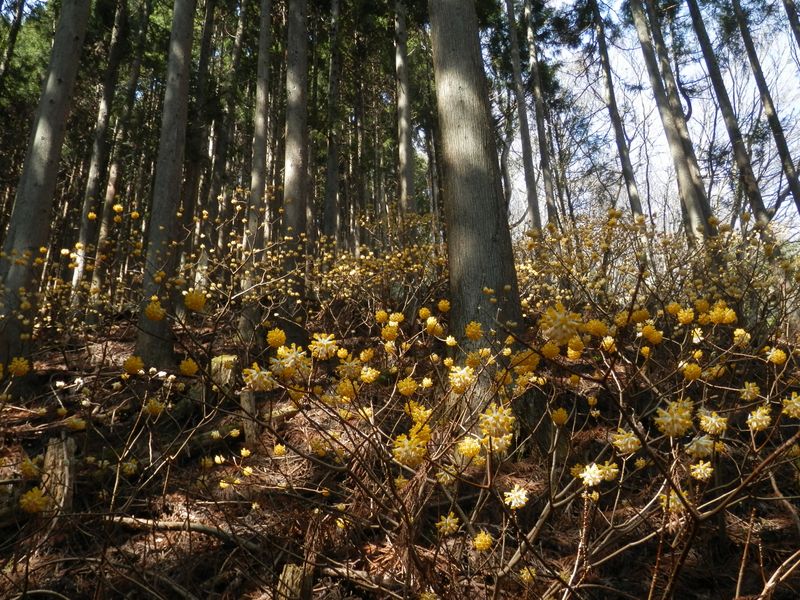 上ノ原へのルート上にも、ミツマタの群落