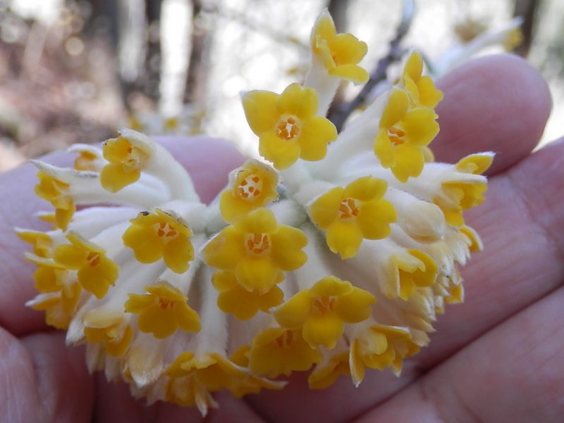 ミツマタの花序
