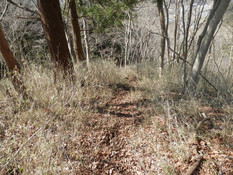 笹の中の踏み跡を慎重に下る