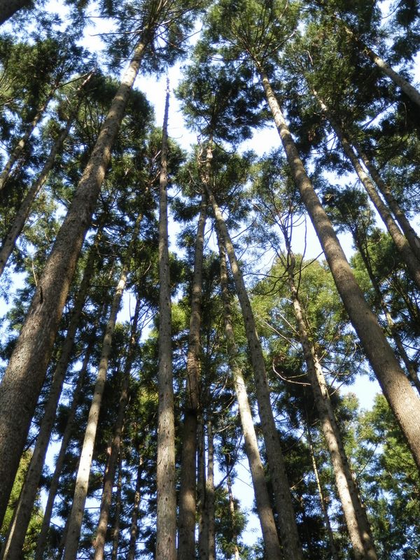 木と木が擦り合って、不気味な音