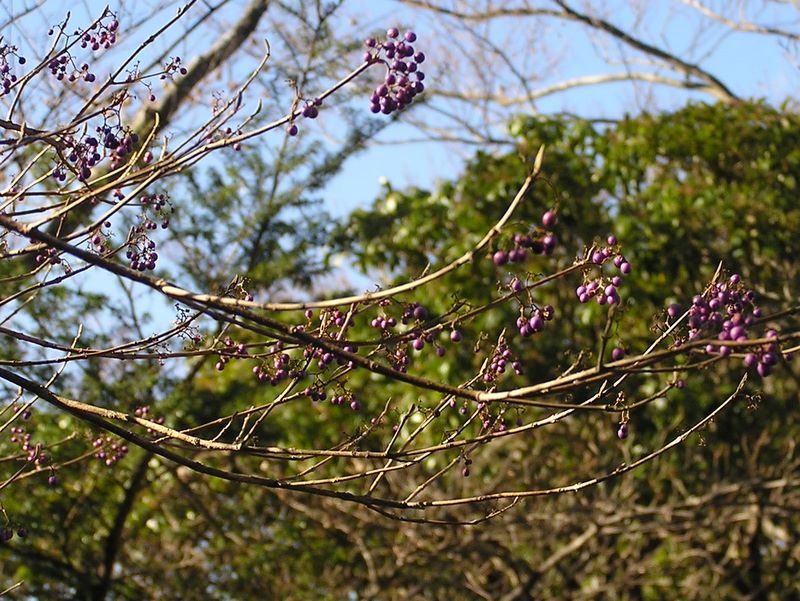 三峰山 -- ムササキシキブ