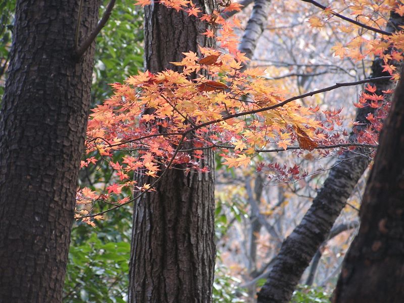 三峰山 -- 里山のモミジはまだ赤かった