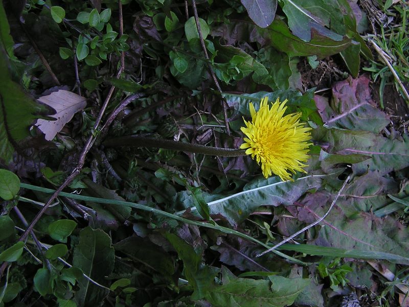 三峰山 -- 師走のタンポポ