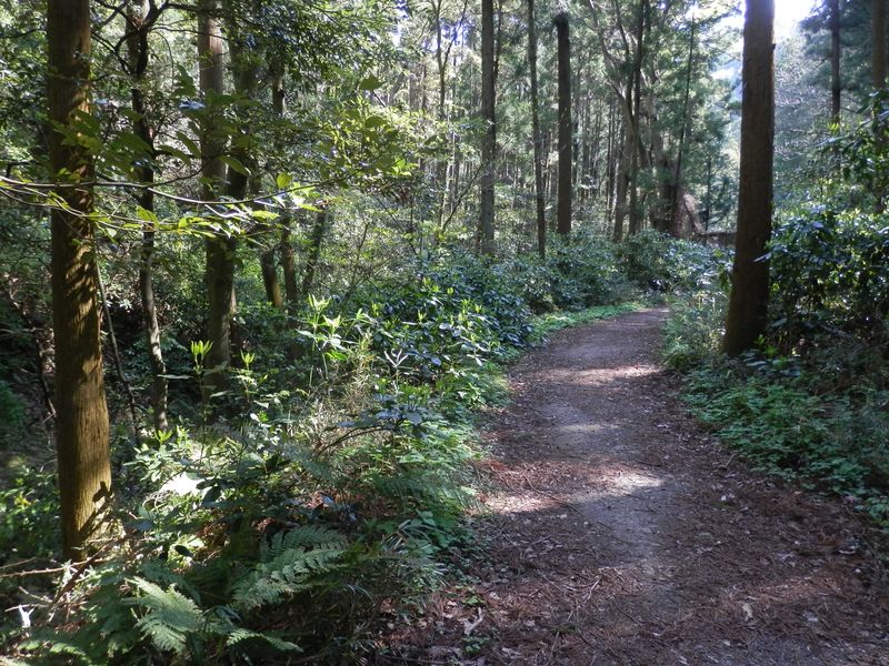 三浦アルプス -- 森戸林道