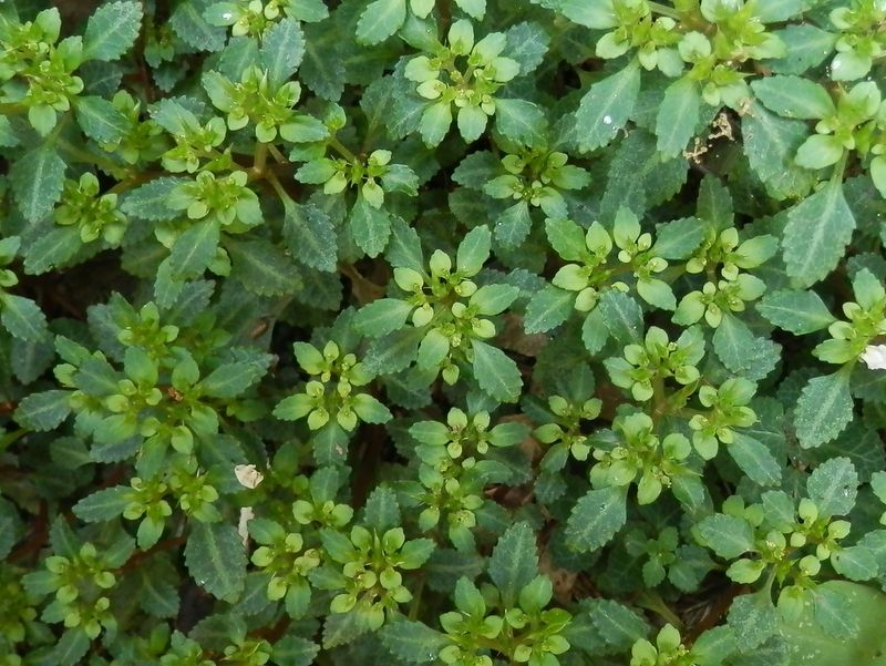 三浦アルプス -- イワボタン