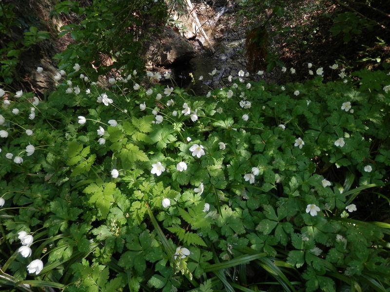 三浦アルプス -- ニリンソウ