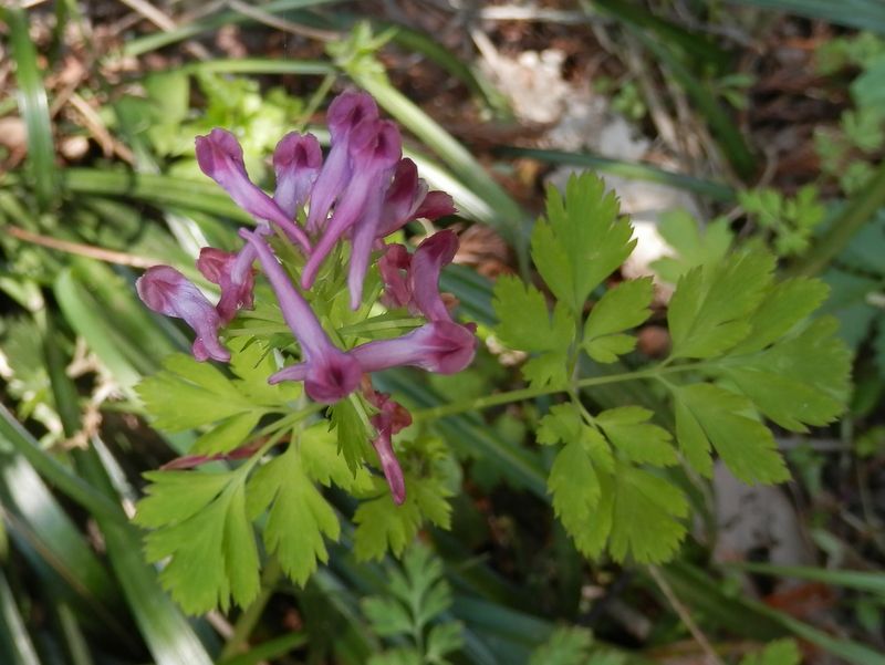 ムラサキケマン