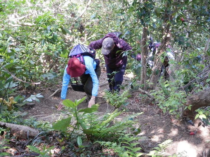三浦アルプス -- 林道終点より、南尾根に向かう急登