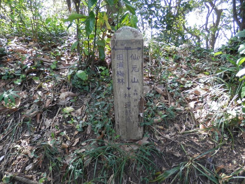 三浦アルプス -- ここで南尾根に乗る