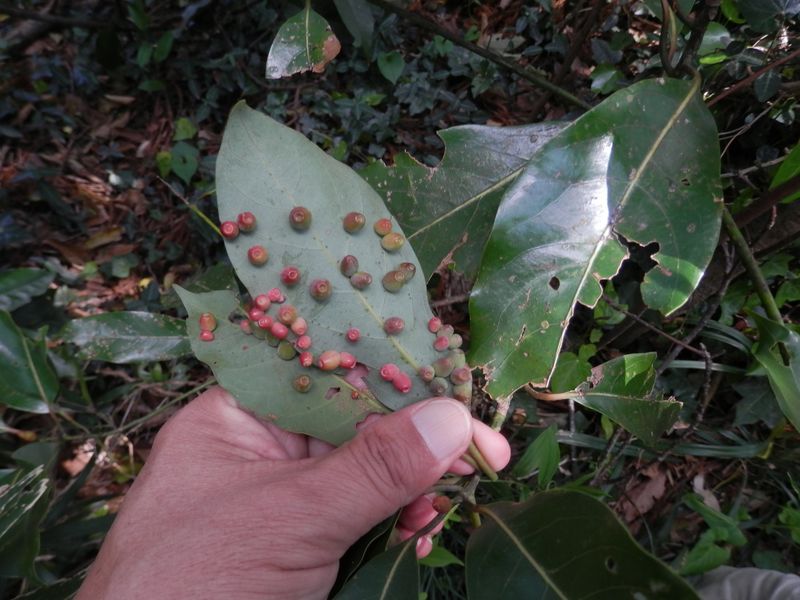 タブノキの葉裏に付いた虫えい