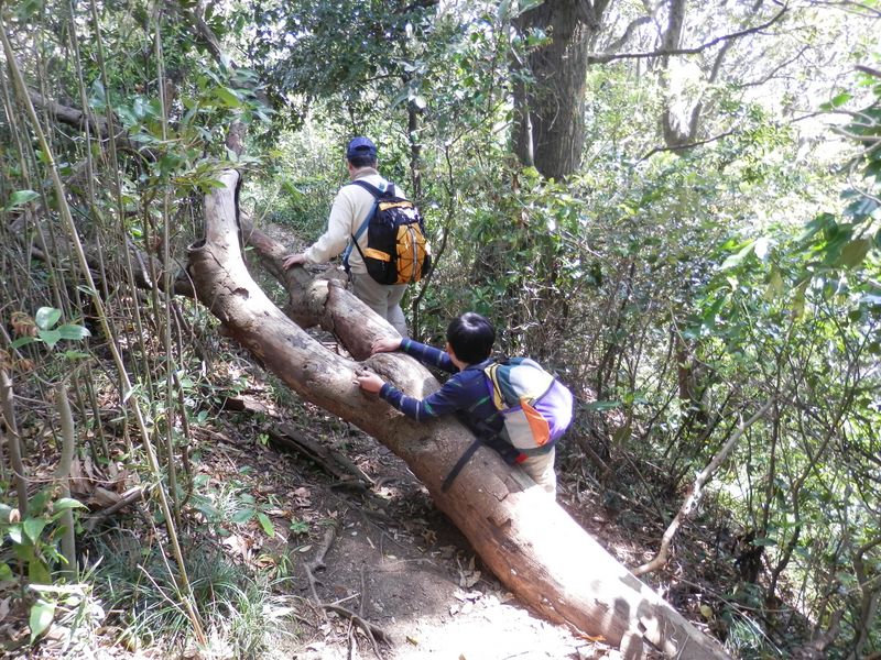 倒木が多かった