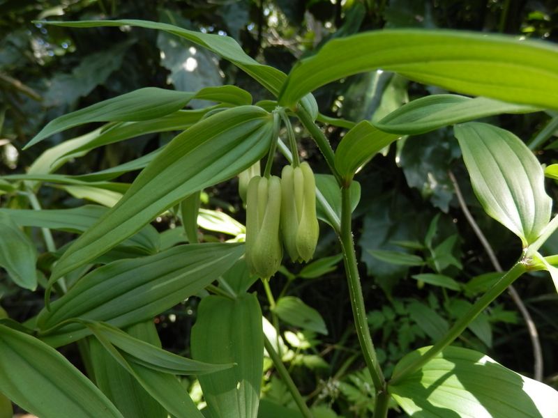 ホウチャクソウ