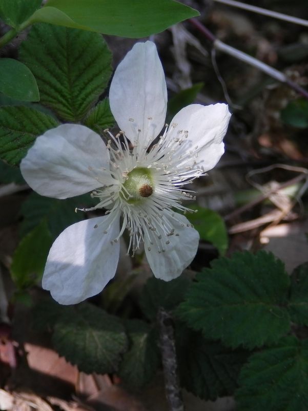 三浦アルプス -- クサイチゴ