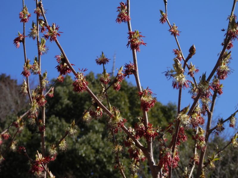 湖岸に咲いていたフサザクラ