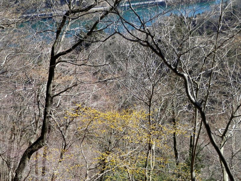 あの黄色い花は何か