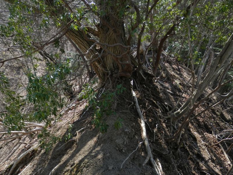 やせ尾根の中央に立つ木