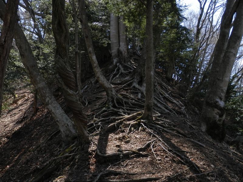 ヤマフジは、絞め殺しの木に似ている