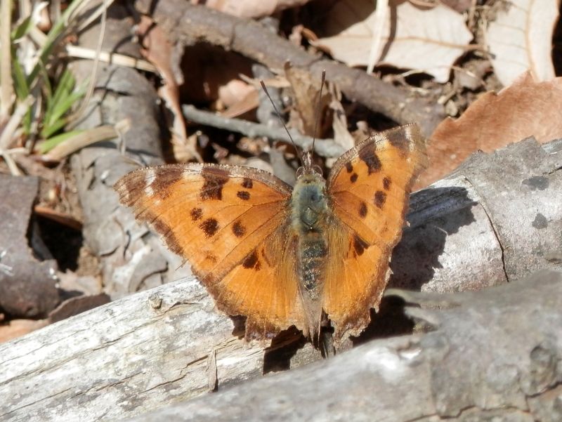 617m峰頂上を縄張りとするヒオドシチョウ