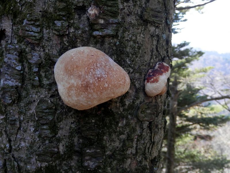 こんなところにパンがあるはずはないが、よくできている