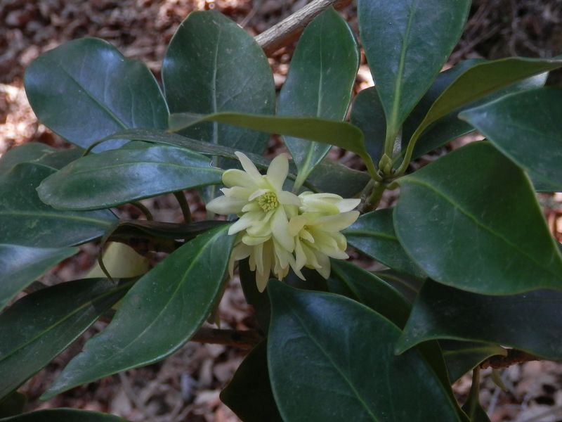 宮ヶ瀬尾根のシキミ