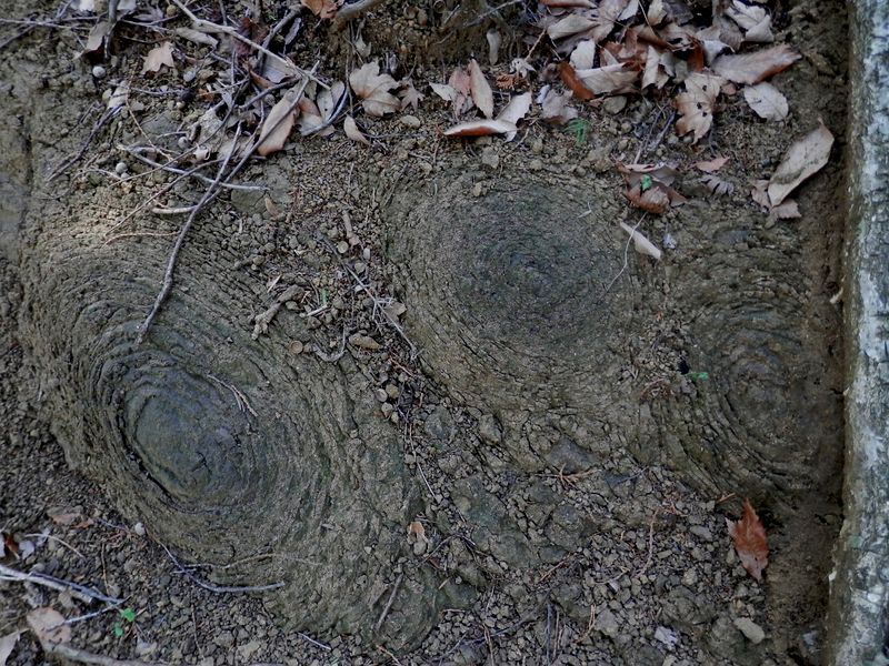 宮ヶ瀬尾根の玉ねぎ石