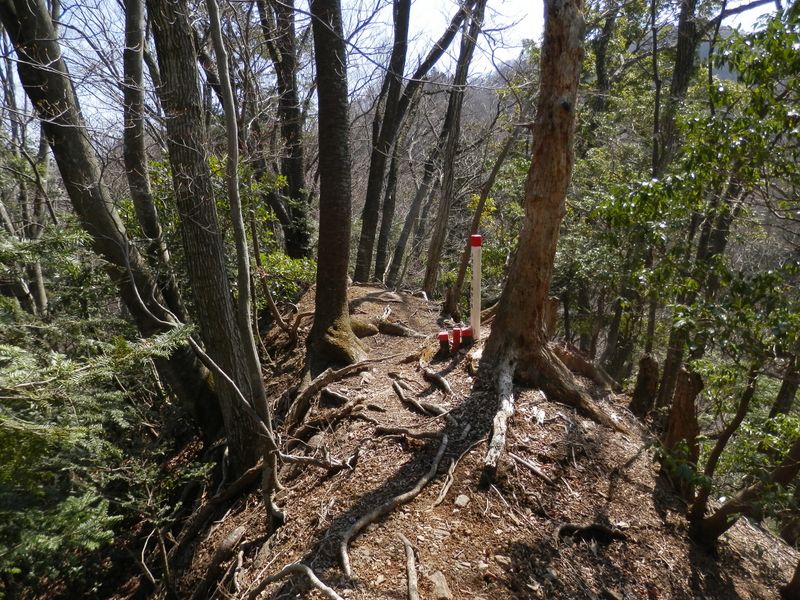 ヤマザクラのような樹皮をもつ木がたくさんある