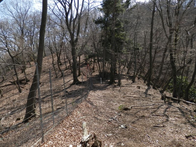 シカの姿、鳴声、臭い、糞が全部あった