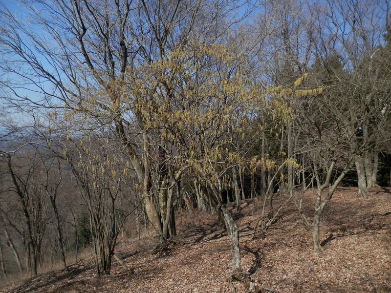 辺室山頂広場のキブシ