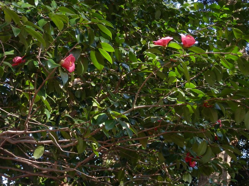 ヤブツバキ。里が近そう。