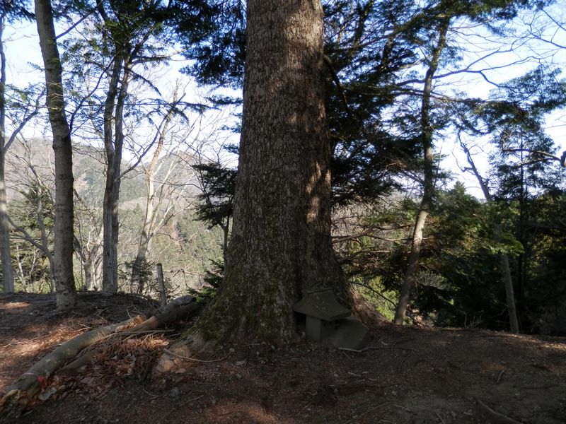 大きなモミの木がたくさんある