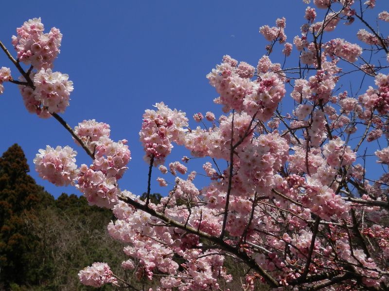 ７日の月が見える