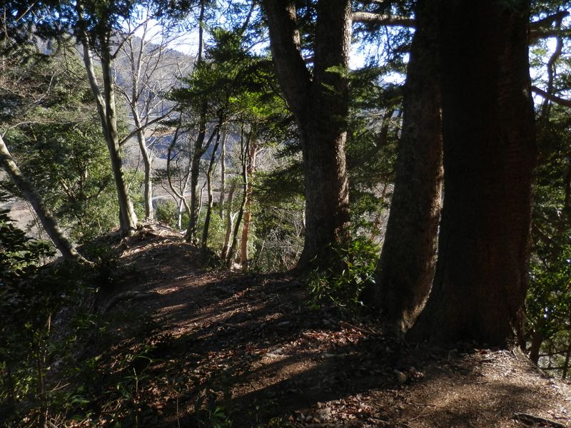 尾根に立つモミの木