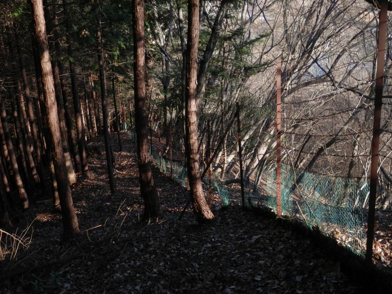 430m峰の尾根 -- 鹿柵の左側を下って行った